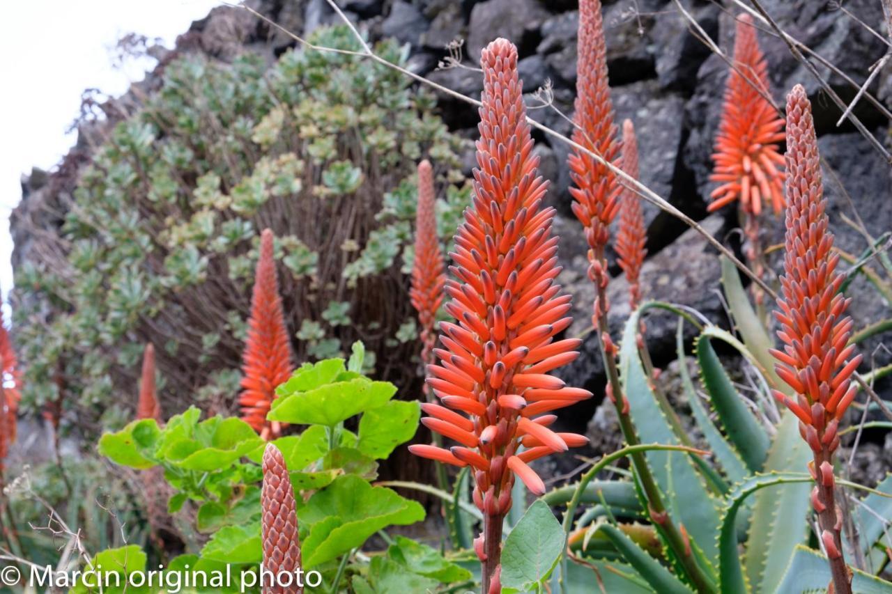 Tenerife Lizards - Duplex In The First Line Callao Salvaje Exteriér fotografie